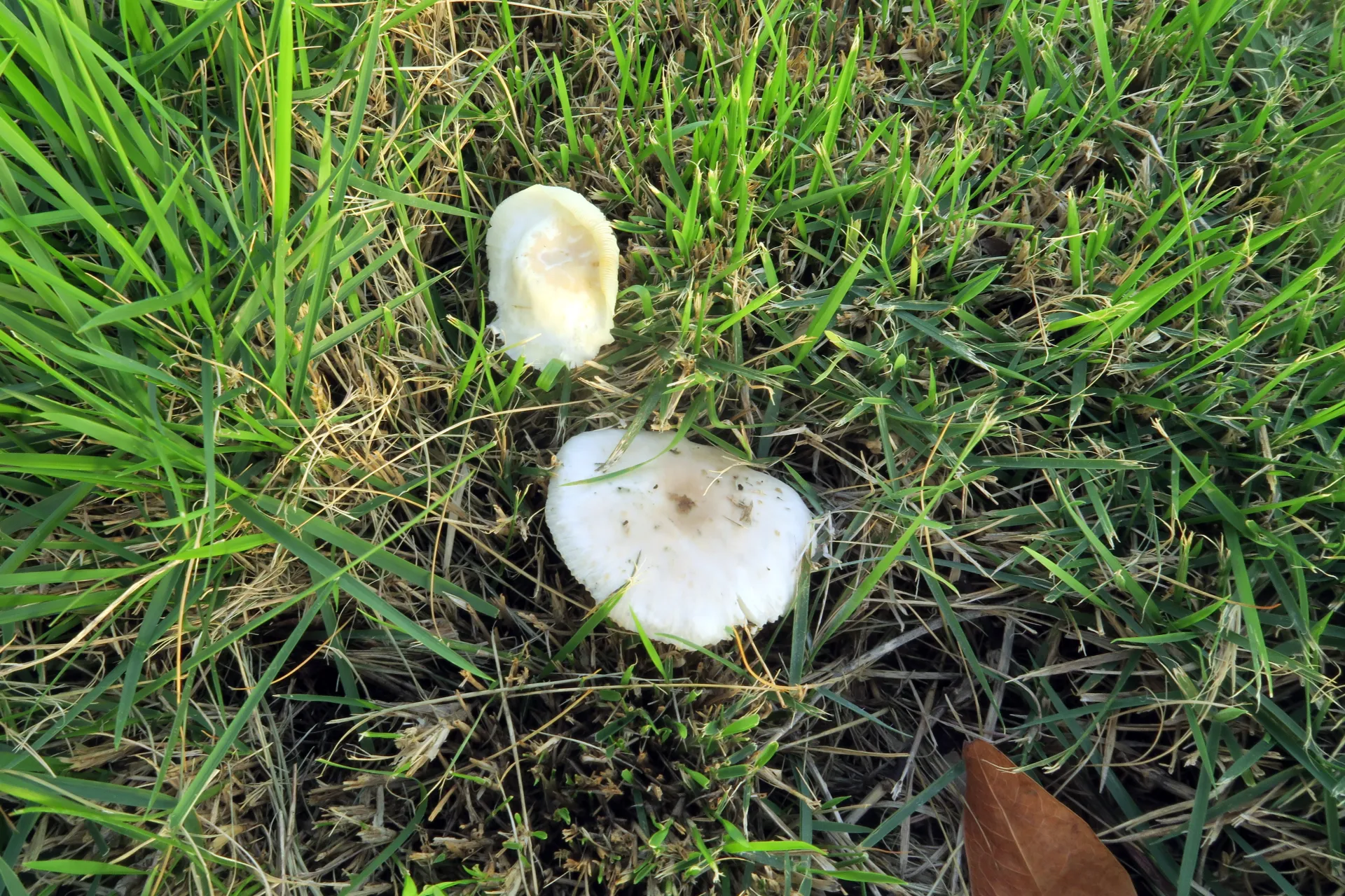 Oudemansiella cubensis - 1 - IMG_2946